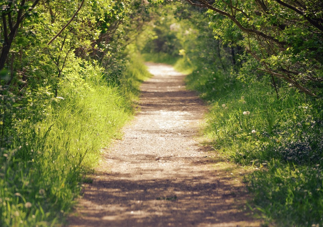 A sunlit path winding through trees