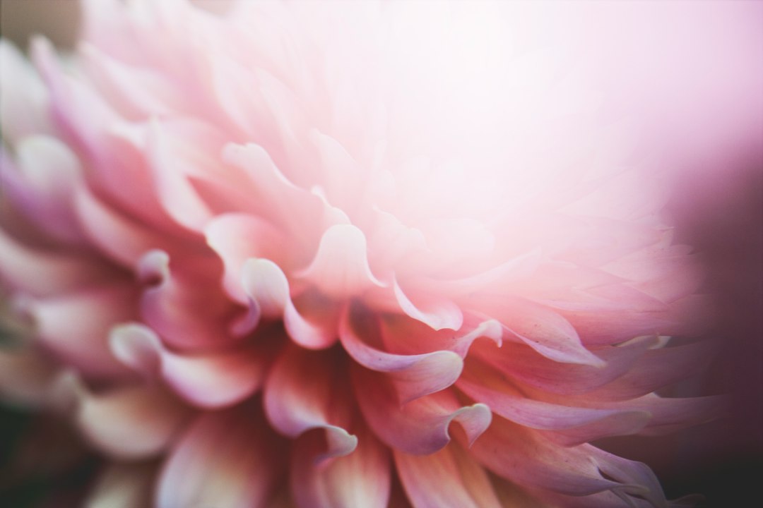 A pink flower in bloom